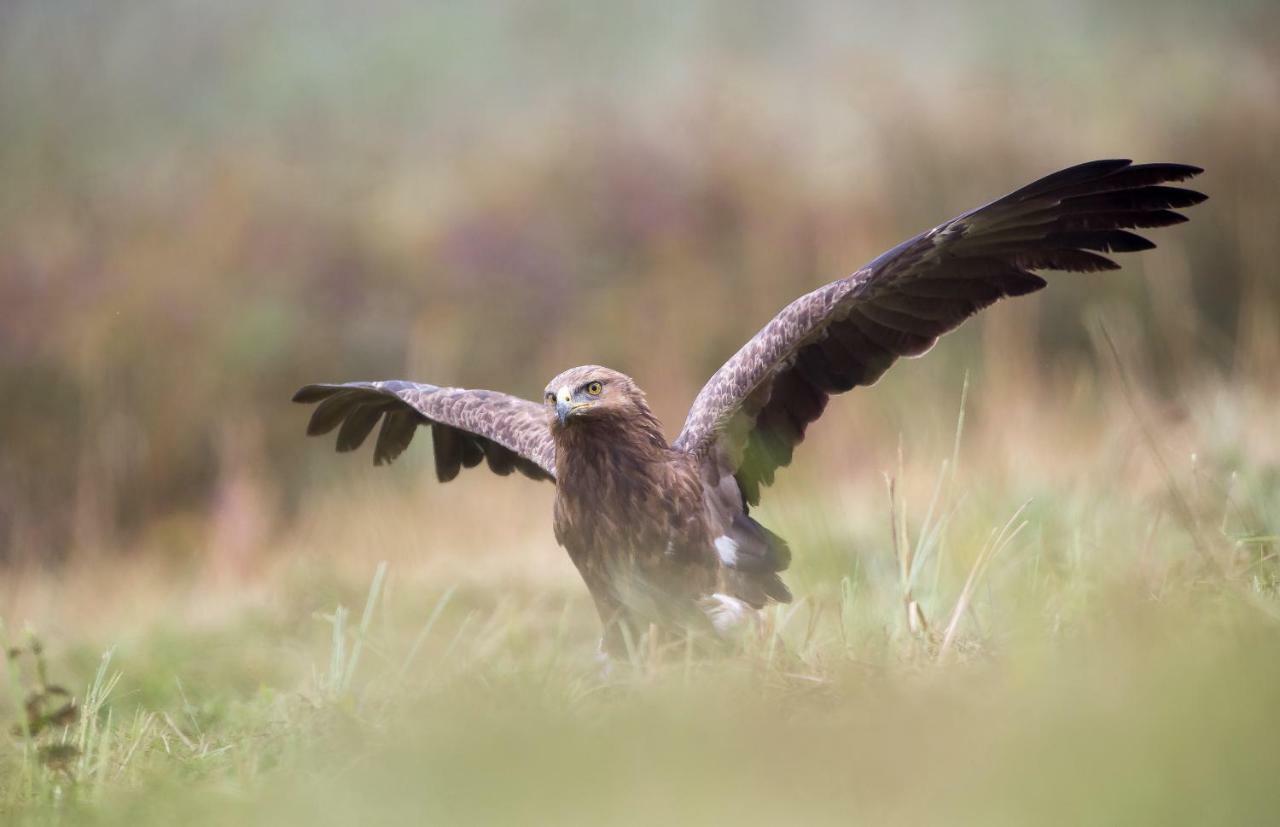 Bialowieski Raj Białowieża Buitenkant foto