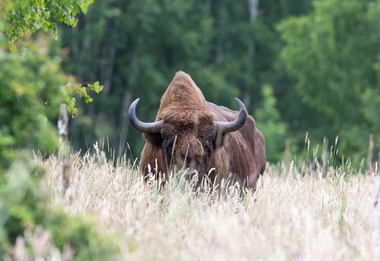 Bialowieski Raj Białowieża Buitenkant foto