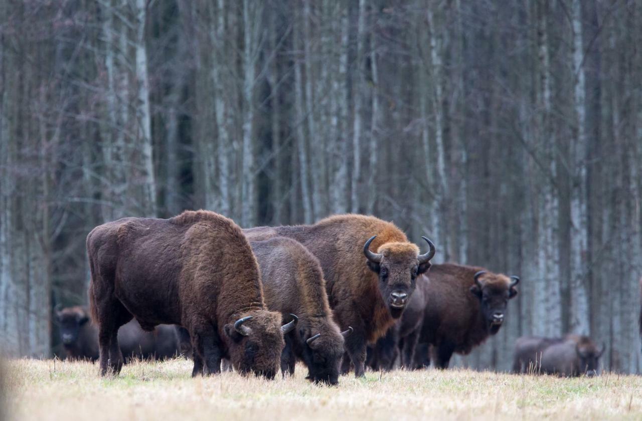 Bialowieski Raj Białowieża Buitenkant foto