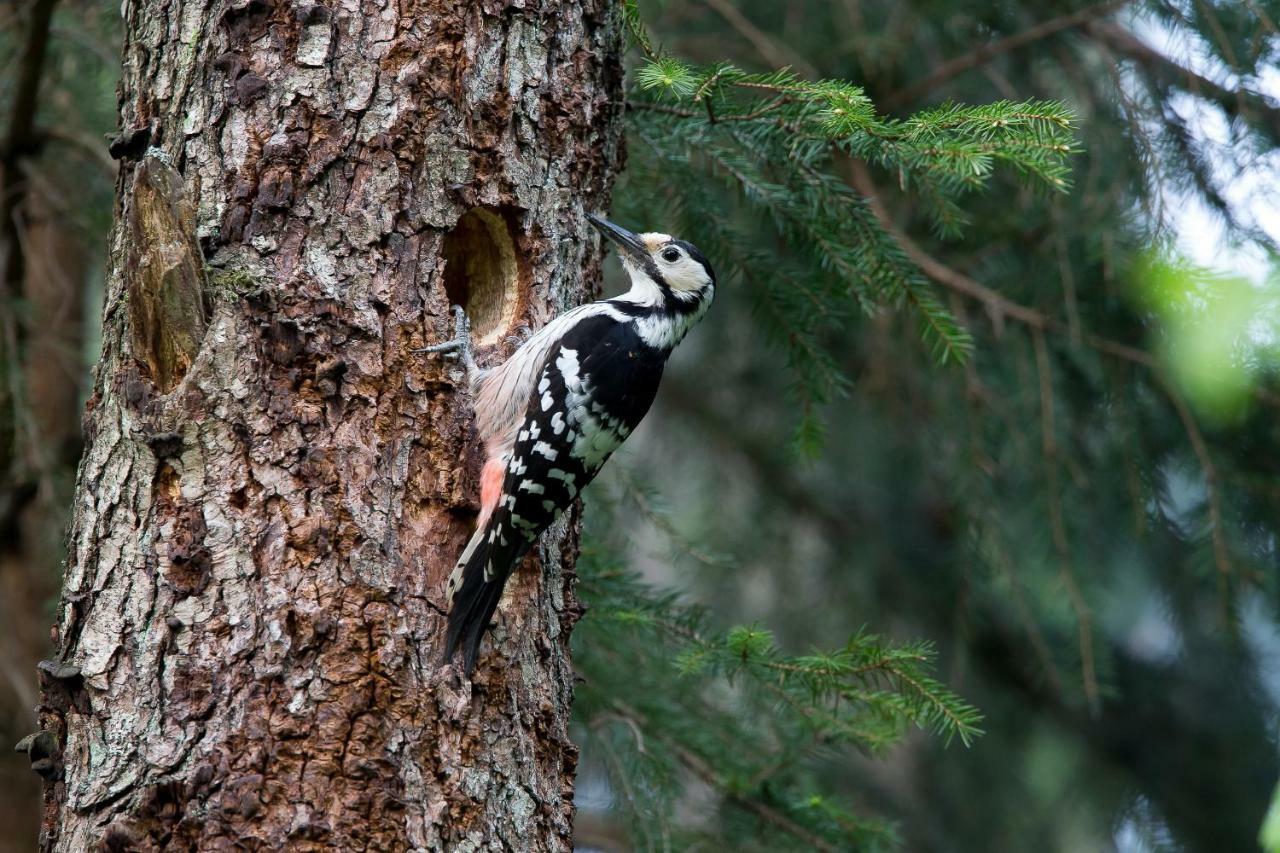 Bialowieski Raj Białowieża Buitenkant foto