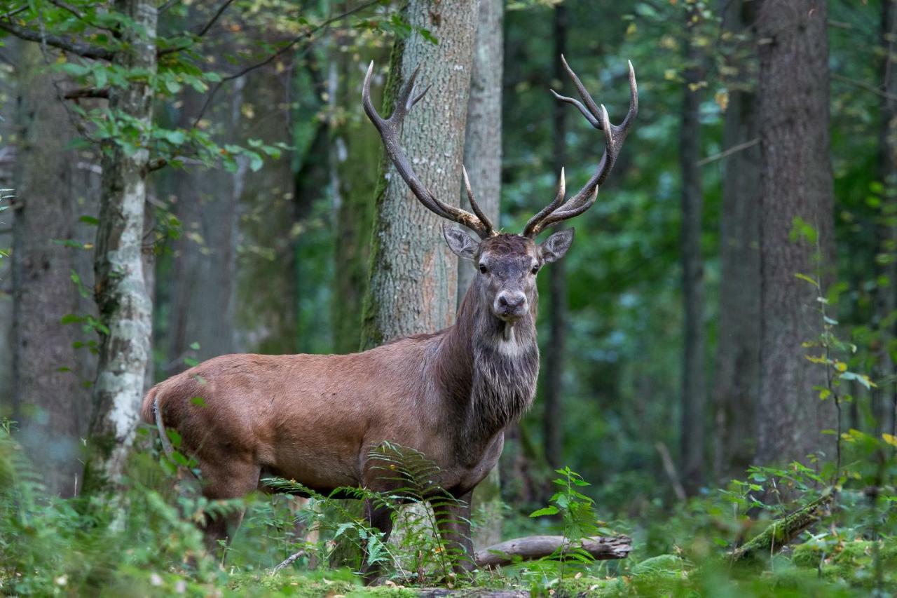 Bialowieski Raj Białowieża Buitenkant foto